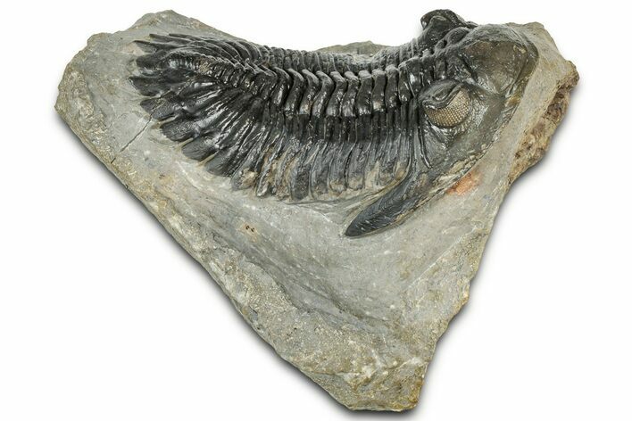 Detailed Hollardops Trilobite Fossil - Ofaten, Morocco #327540